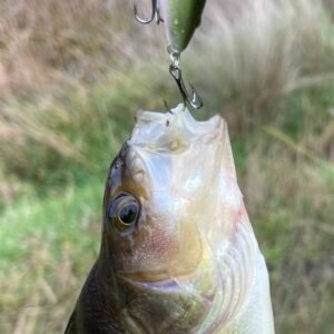 Peanut 5g slow sinking comes in all color designs Glow